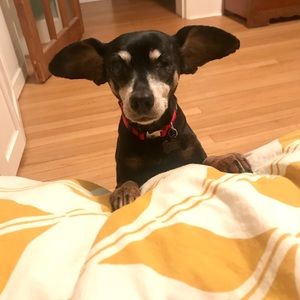 Meet your Posher, Maggie